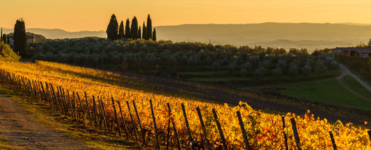 LOS VINOS DEL GALLO NERO: EL CHIANTI