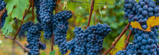 FRANCIA: UVAS TINTAS