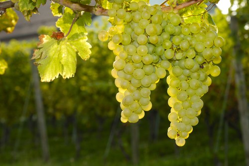 DOMAINE LUCIEN CROCHET Les Calcaires, Sancerre AOP | 2022