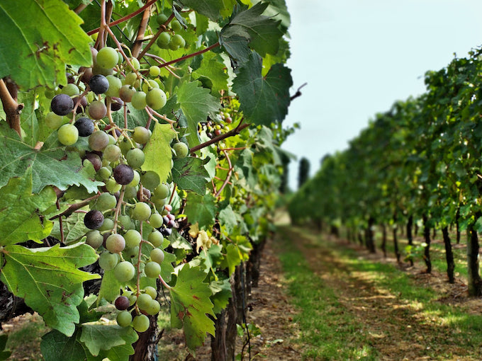 PALADIN Refosco dal Peduncolo Rosso, Veneto IGP | 2020