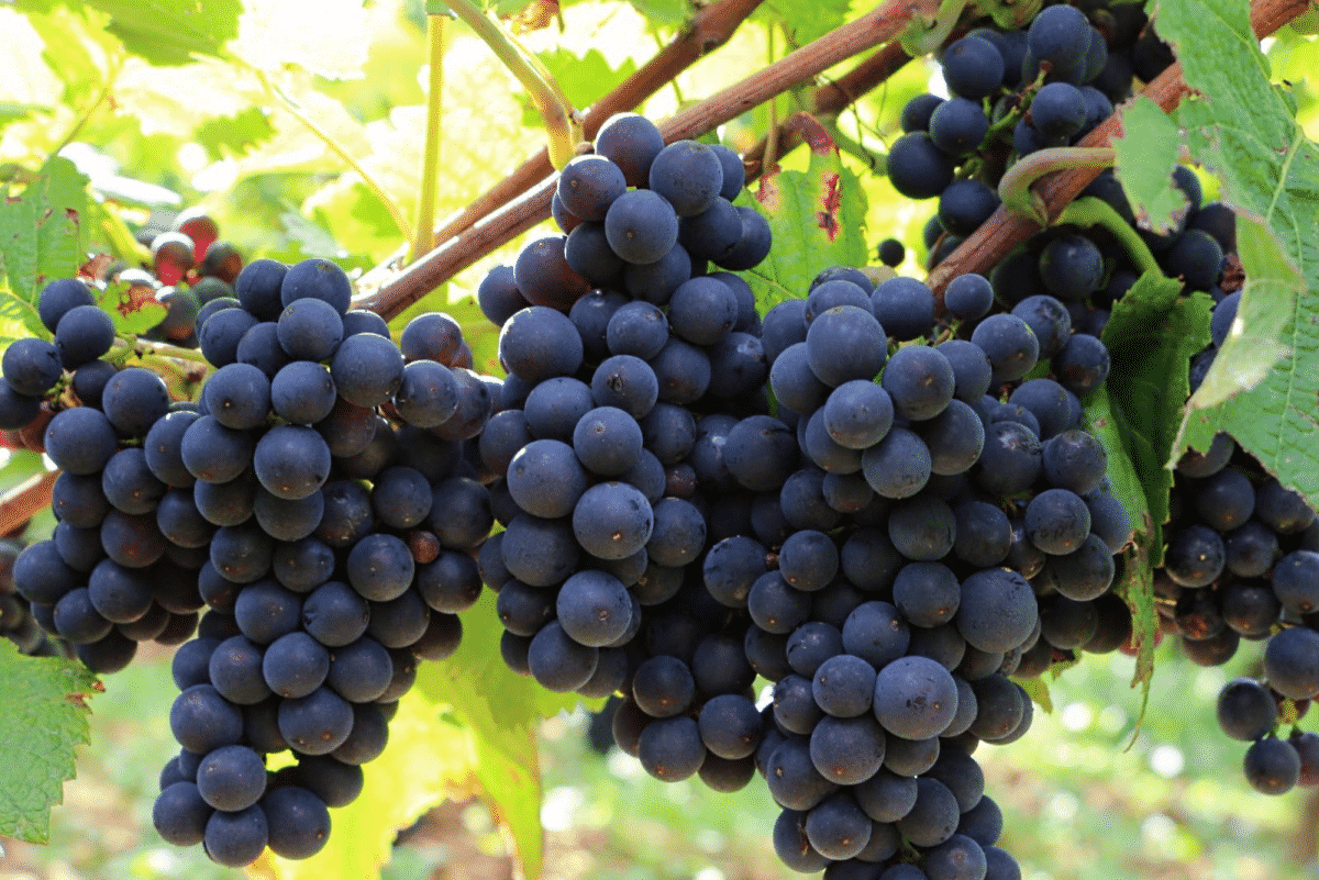 DOMAINE AF GROS 1er Cru Les Boucherottes, Beaune AOP | 2018