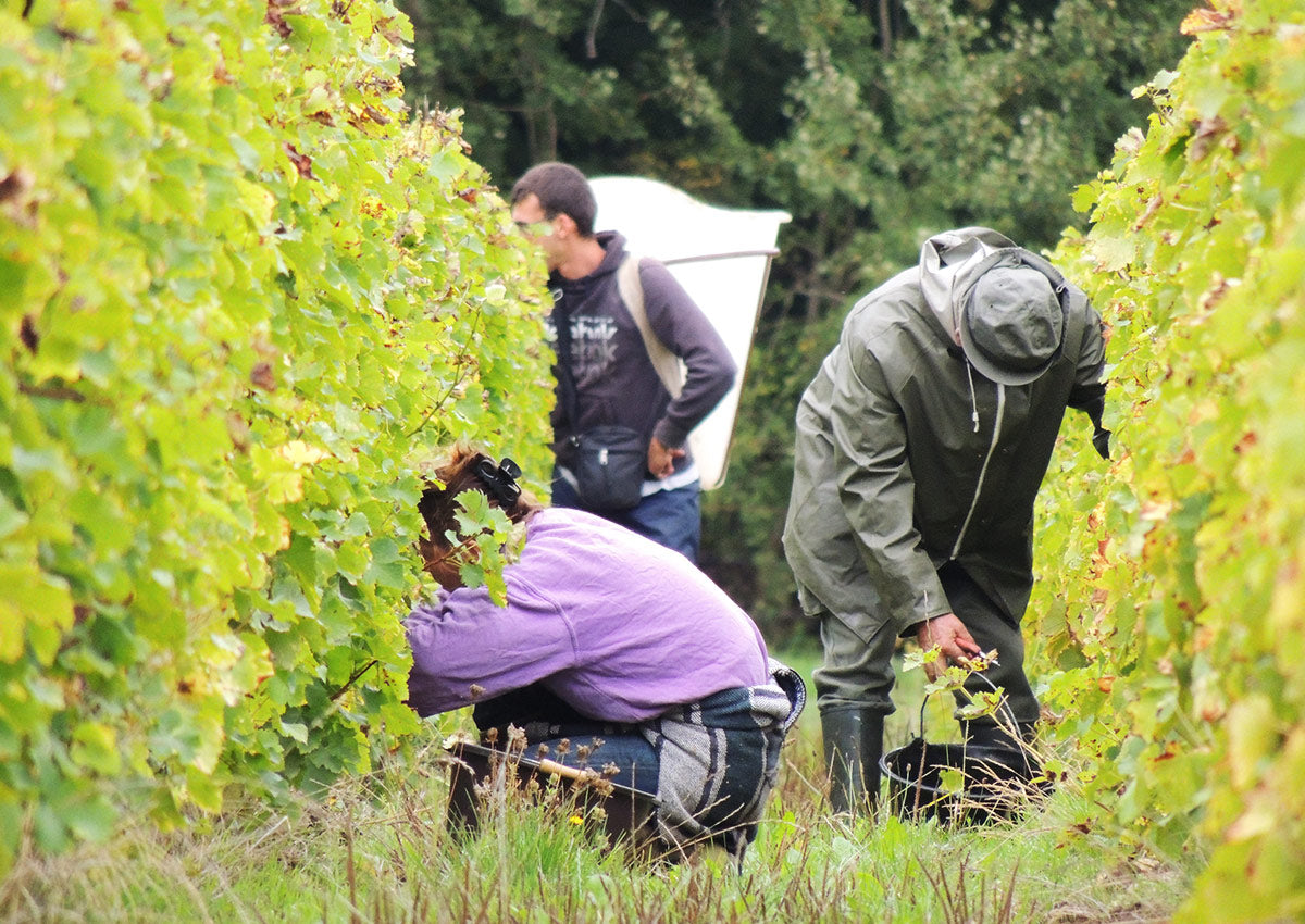 CHÂTEAU DE TRACY, Pouilly Fumé AOP | 2021 MEDIA BOTELLA