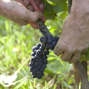 DOMAINE JM BOILLOT 1er Cru Les Epenottes, Beaune AOP | 2018