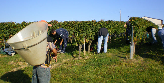 CHÂTEAU LAUDUC L'Invincible Bordeaux AOP | 2021 Vino Natural Sin Azufre añadido