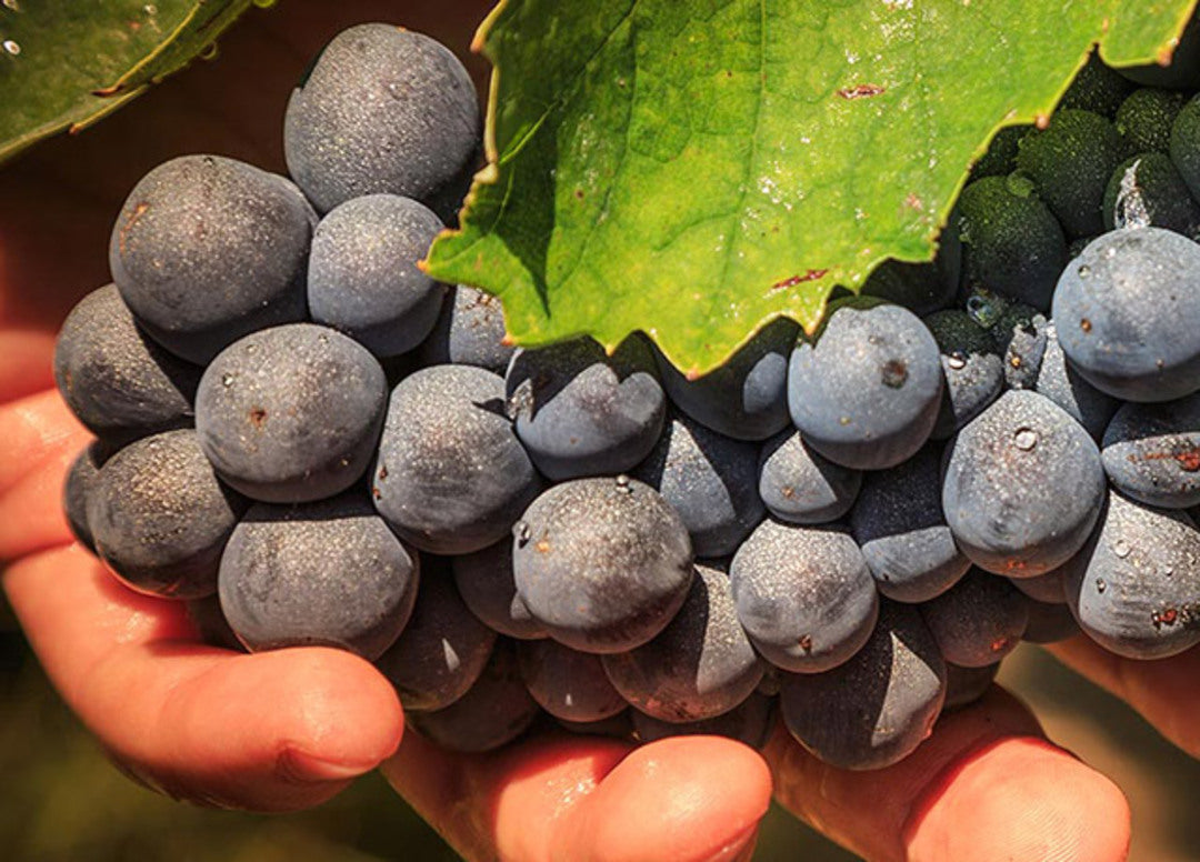 CASTELVECCHI Capotondo, Chianti Classico DOCG | 2019