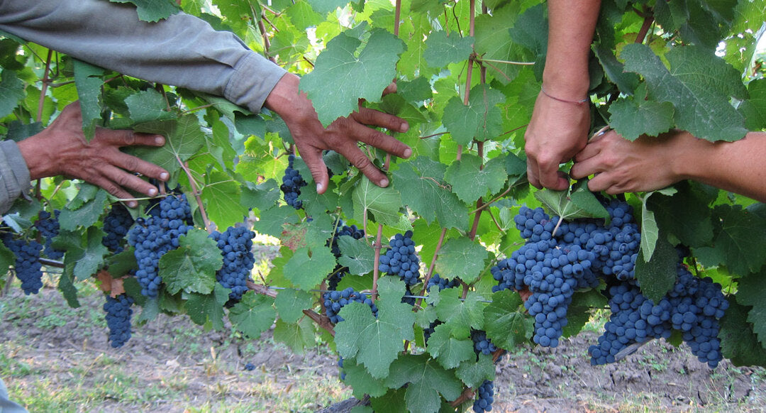 CHACRA Chardonnay, Patagonia | 2020