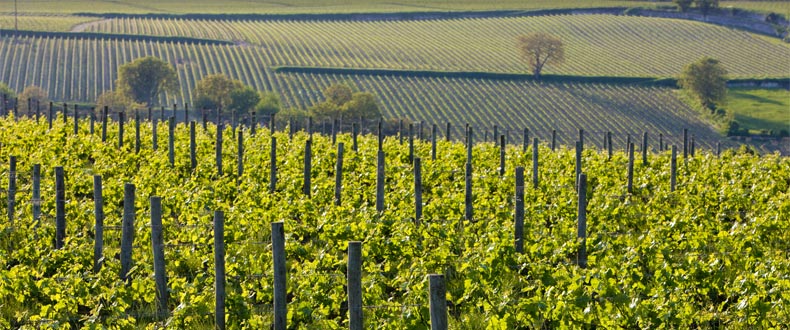 CHÂTEAU DE TRACY, Pouilly Fumé AOP | 2022