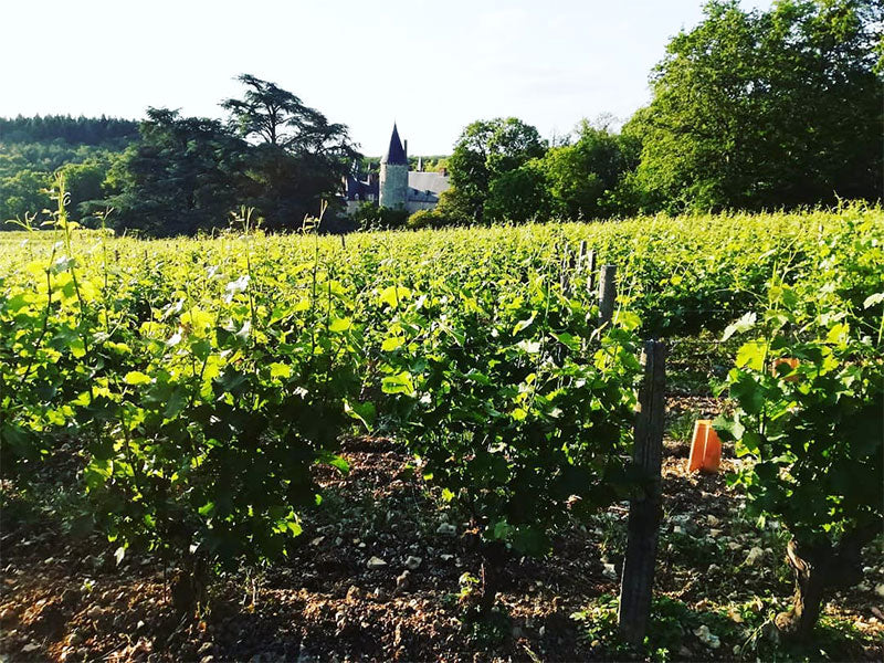 CHÂTEAU DE TRACY, Pouilly Fumé AOP | 2021 MEDIA BOTELLA