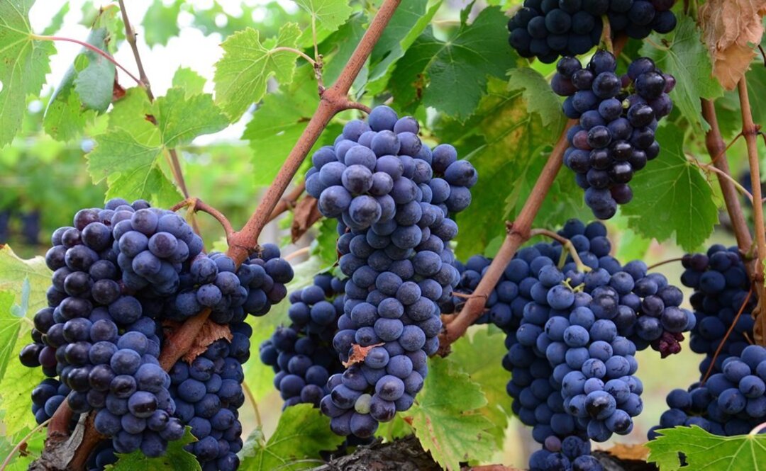 BODEGAS DE LA PARRA Piensos, Aguascalientes | 2019