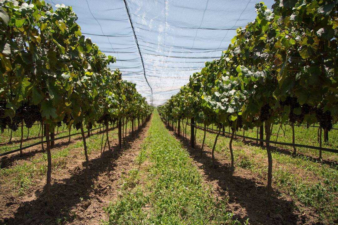 BODEGAS DE LA PARRA Piensos, Aguascalientes | 2019