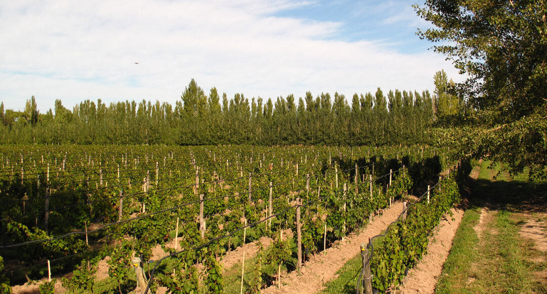 CHACRA Chardonnay, Patagonia | 2020