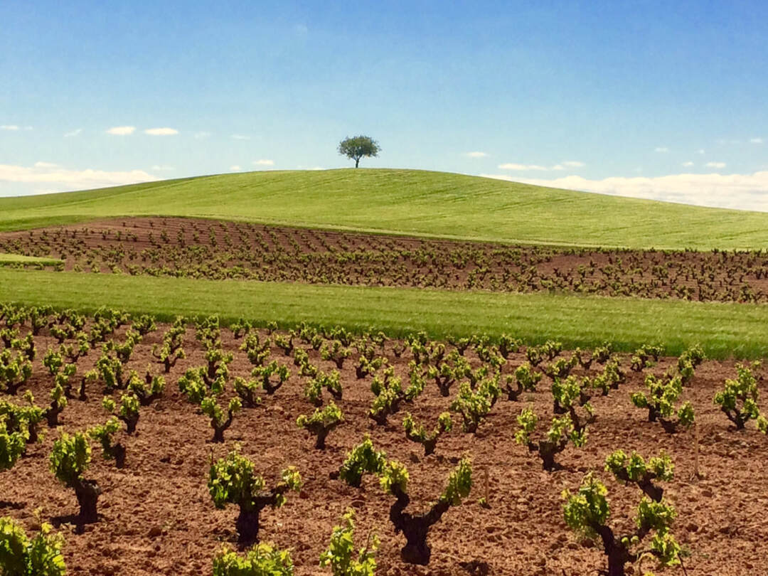 ASENJO Y MANSO Ceres, Ribera del Duero DO | 2019