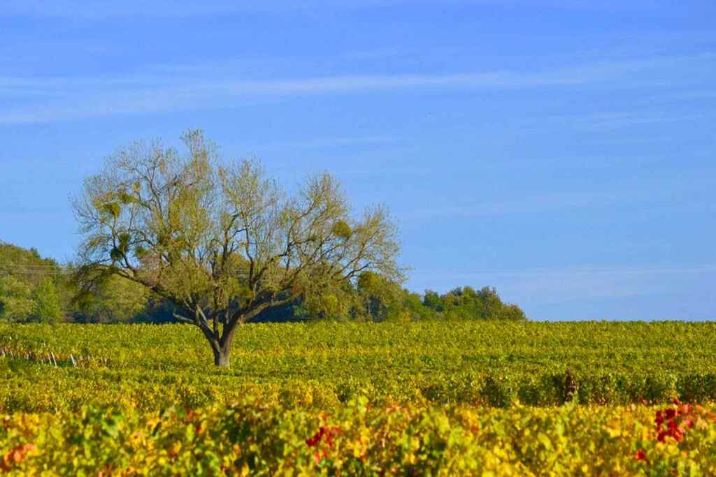 DOMAINE DES ROCHES NEUVES L'Insolite, Saumur Blanc AOP | 2021