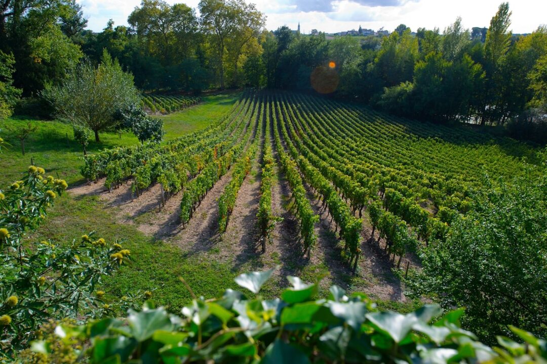 CHÂTEAU BELLES GRAVES, Lalande de Pomerol AOP | 2015 MEDIA BOTELLA