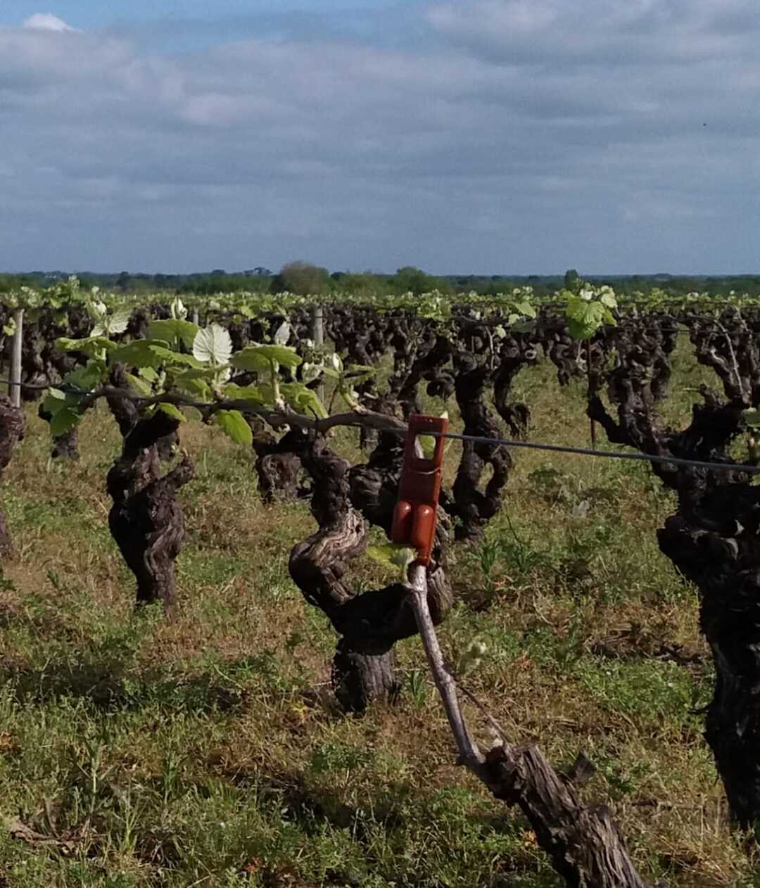 CHÂTEAU DE LA CORMERAIS Cru Monière Saint Fiacre, Muscadet Sur Lie AOP | 2017