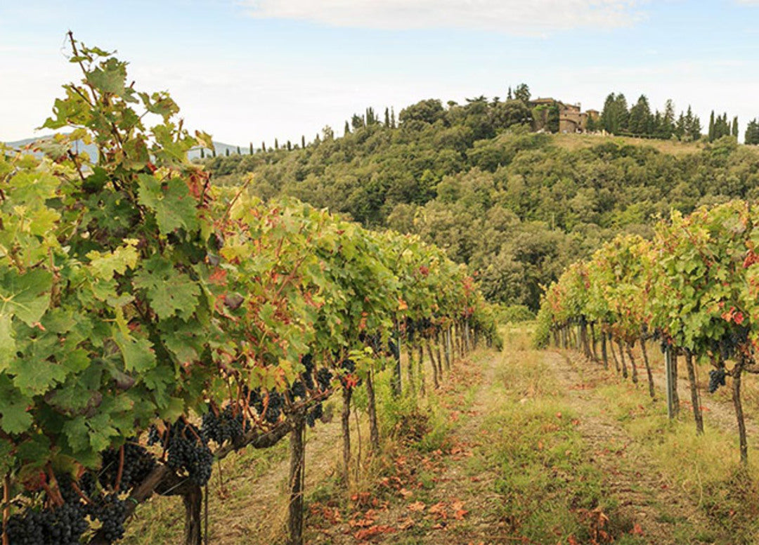 CASTELVECCHI Solana, Toscana IGP | 2016