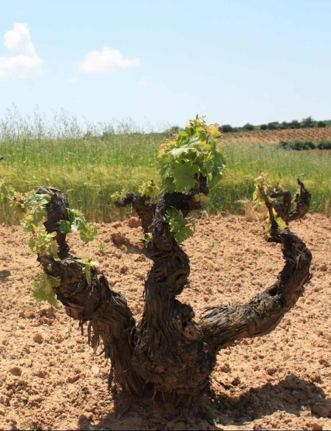 ASENJO Y MANSO Silvanus, Ribera del Duero DO | 2019