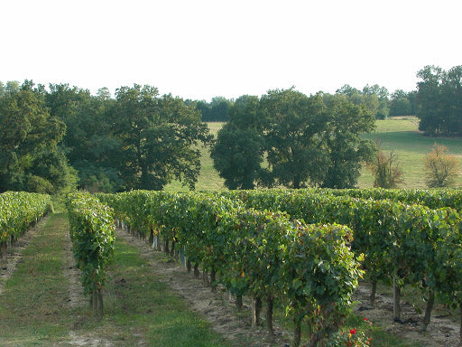 CHÂTEAU LAUDUC L'Invincible Bordeaux AOP | 2021 Vino Natural Sin Azufre añadido