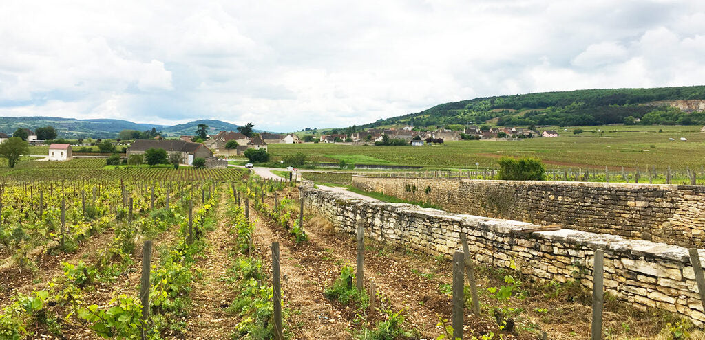 DOMAINE LEQUIN COLIN 1er Cru Les Morgeot, Chassagne Montrachet AOP | 2021