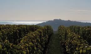 DOMAINE DUBREUIL FONTAINE 1er Cru Les Vergelesses, Savigny lès Beaune AOP | 2019