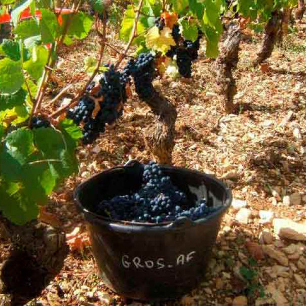 DOMAINE AF GROS 1er Cru Les Boucherottes, Beaune AOP | 2018