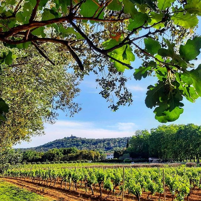 MINUTY Rosé et Or Rosé, Côtes de Provence AOP | 2021 IMPERIAL
