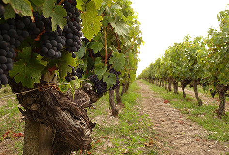 CHÂTEAU LA LAGUNE Moulin de La Lagune (2do de  Ch. La Lagune), Haut Médoc AOP | 2015