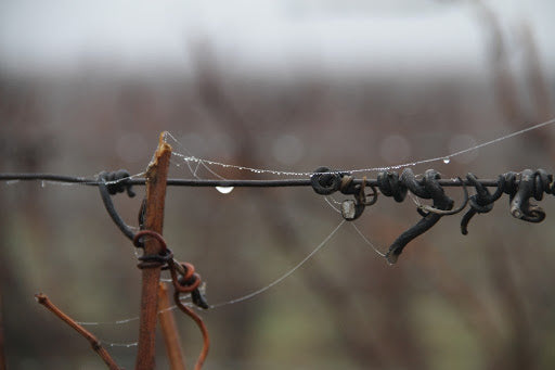 DOMAINE JM BOILLOT 1er Cru Les Rugiens, Pommard AOP | 2018