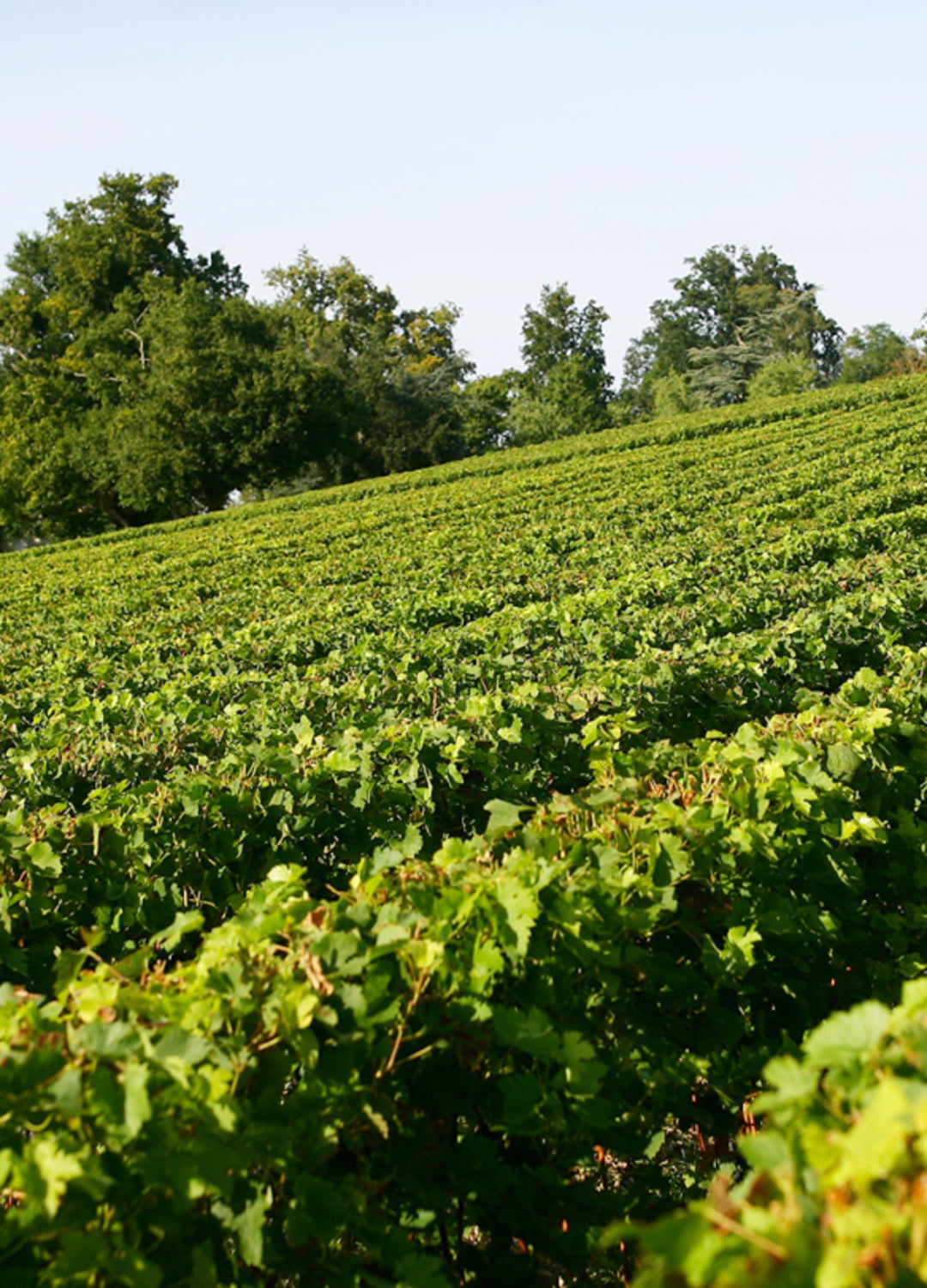 CHÂTEAU GLORIA Grand Vin, Saint Julien AOP | 2018