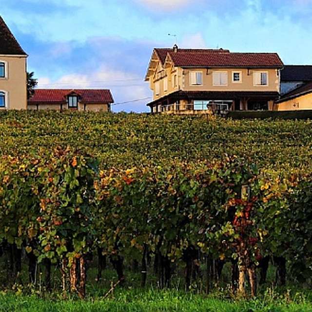 CHÂTEAU LAFFITTE TESTON Ericka, Pacherenc Du Vic Bilh Sec AOP | 2021