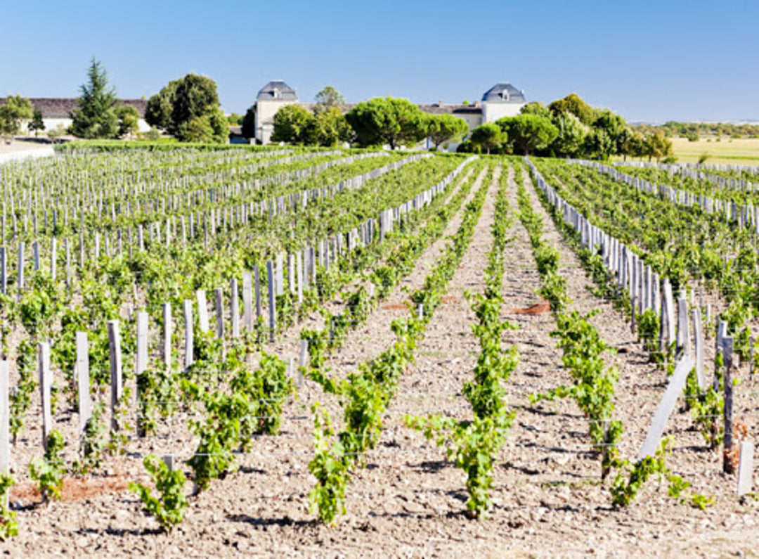 CHÂTEAU CALON SÉGUR Le Petit Calon, Saint Estephe AOP | 2018