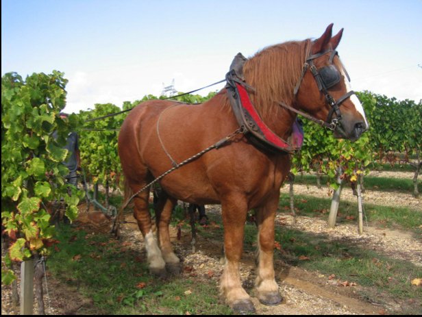 CHÂTEAU LAUDUC  "Classic", Bordeaux Blanc | 2021