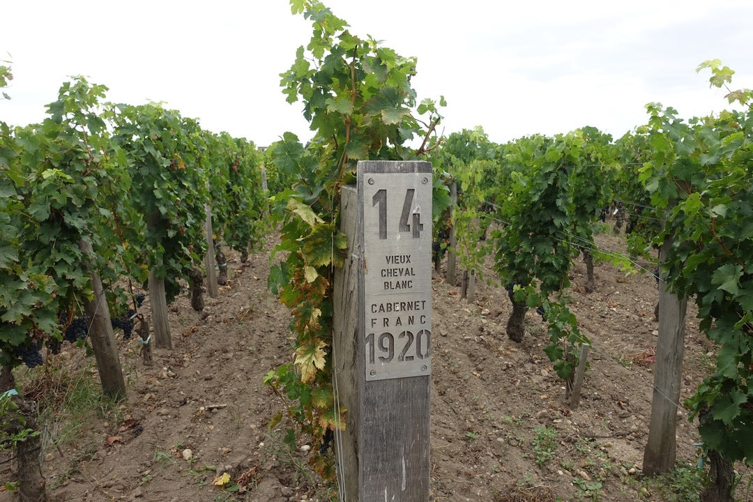 CHÂTEAU CHEVAL BLANC Le Petit Cheval Vin Blanc Sec, Bordeaux AOP | 2019