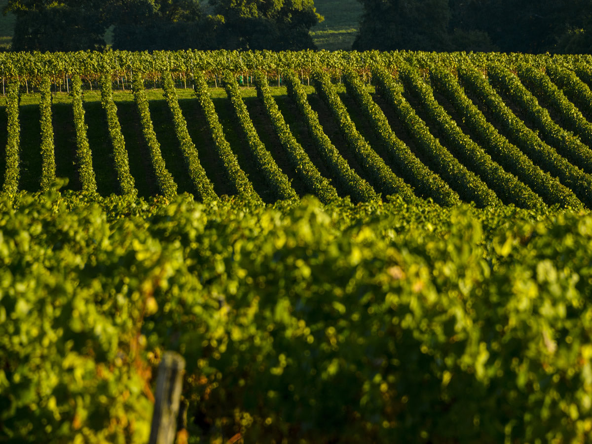 CHÂTEAU LAFFITTE TESTON Reflet de Terroir, Madiran AOP | 2018