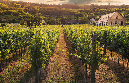 CHÂTEAU LA GORCE Médoc AOP | 2019