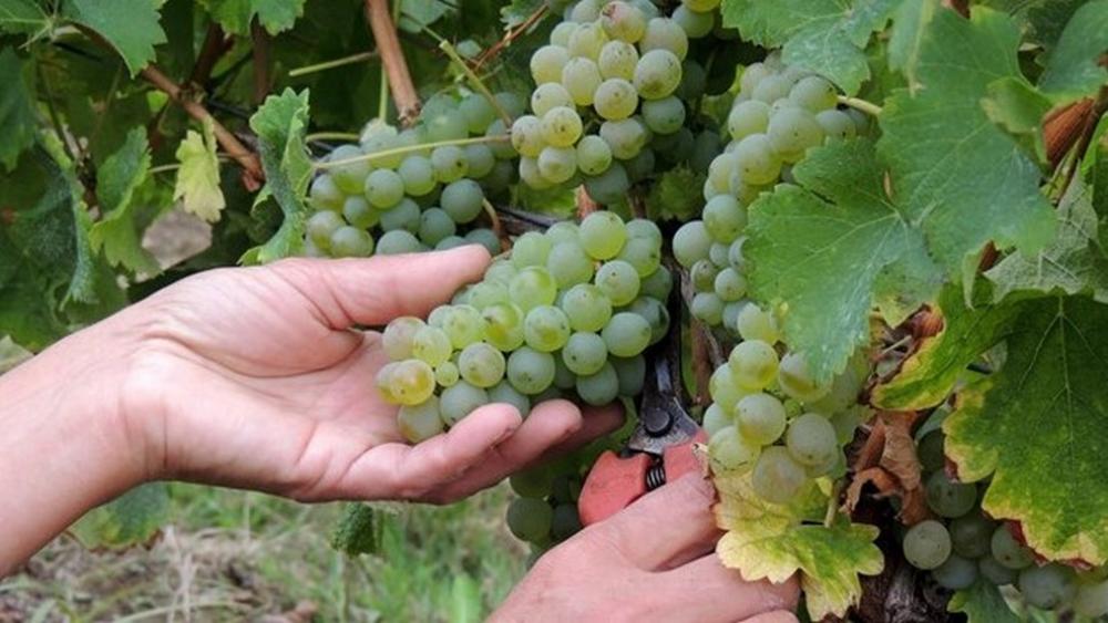 CHÂTEAU DE TRACY La Demoiselle de TRACY, Pouilly Fumé AOP | 2018 MAGNUM
