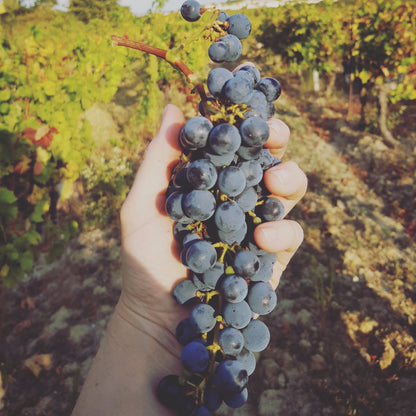 PENNAUTIER Pinot Noir, Pays d'Oc IGP | 2022