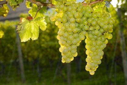 DOMAINE LUCIEN CROCHET Les Calcaires, Sancerre AOP | 2022