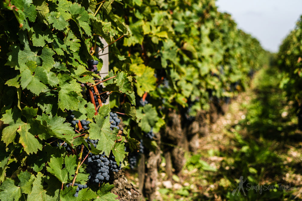 CHÂTEAU PALMER Vin Blanc Sec, Bordeaux AOP | 2021