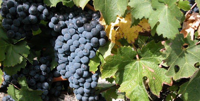 CHÂTEAU LAUDUC "Classic" Bordeaux Rouge | 2022