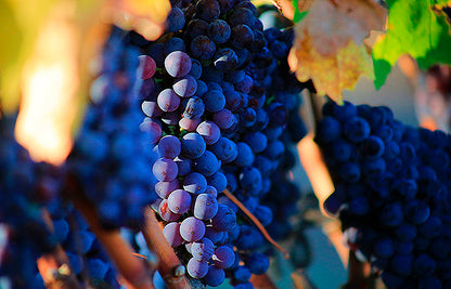 CHÂTEAU LA GORCE Médoc AOP | 2019