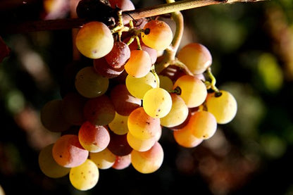 CHÂTEAU HAUT BERGERON, Sauternes AOP | 2022 MEDIA BOTELLA