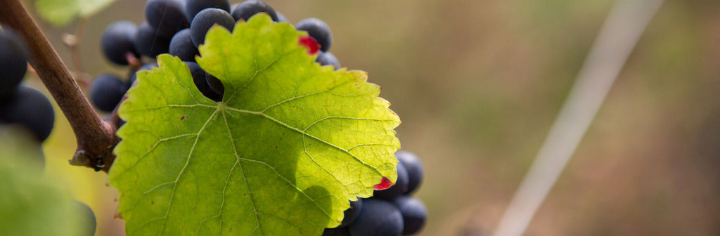 DOMAINE DUBREUIL FONTAINE 1er Cru Les Vergelesses, Savigny lès Beaune AOP | 2021