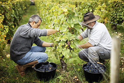 DOMAINE LUCIEN CROCHET Les Calcaires, Sancerre AOP | 2020