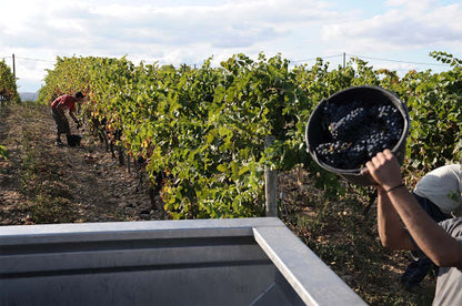 DOMAINE COMBIER Blanc, Crozes Hermitage AOP | 2022