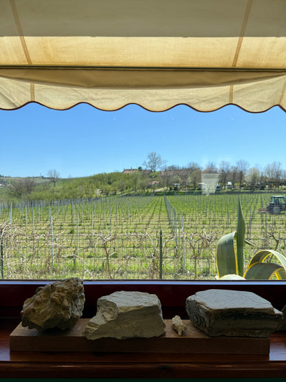 GD VAJRA Barbera d'Alba Superiore DOC, Piemonte | 2023