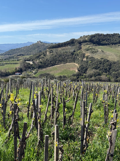 PODERE LE RIPI "Cielo d'Ulisse" Brunello di Montalcino DOCG | 2020