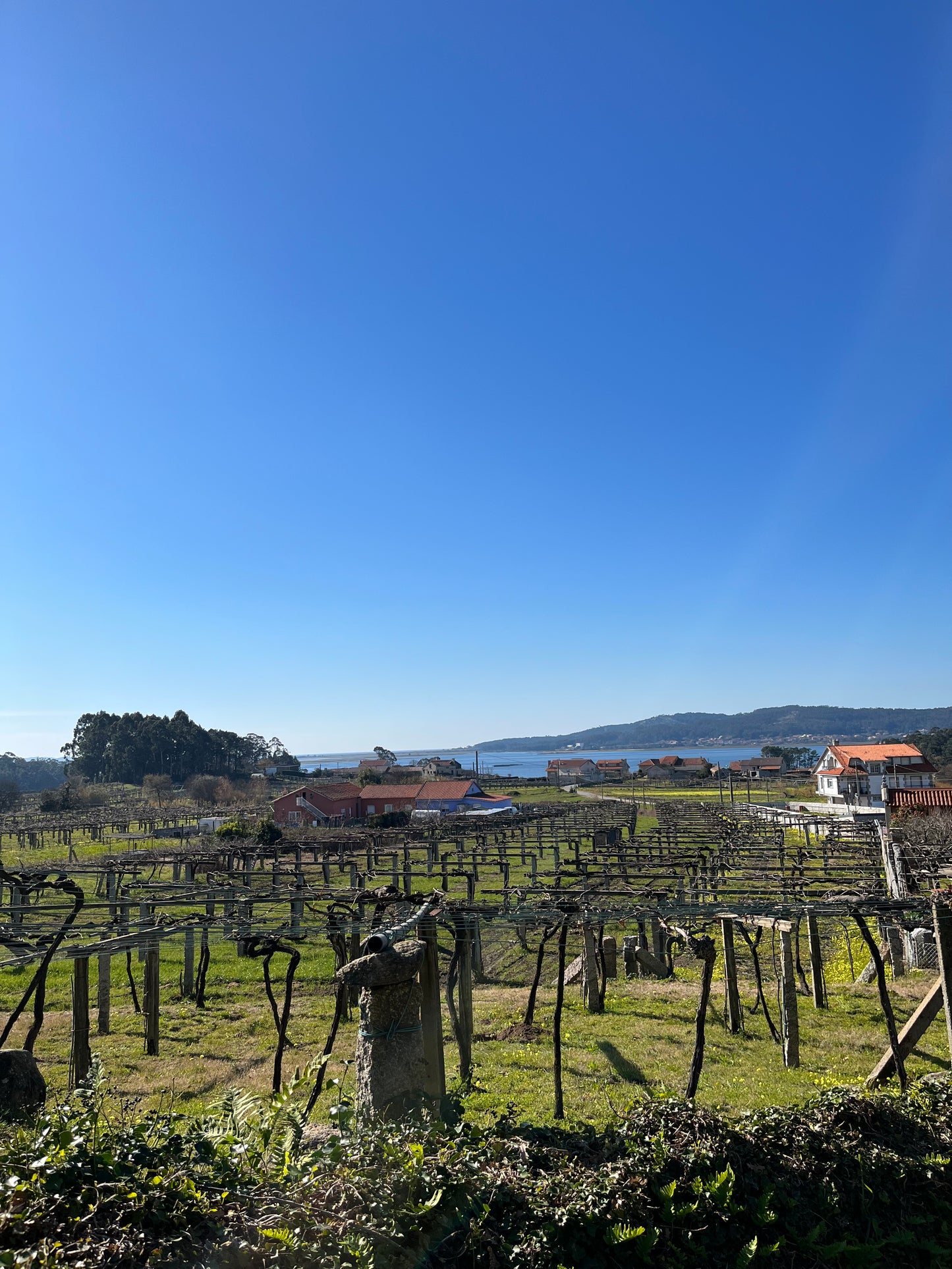 LAGAR DE COSTA, Rias Baixas DO, Albariño | 2024 MAGNUM