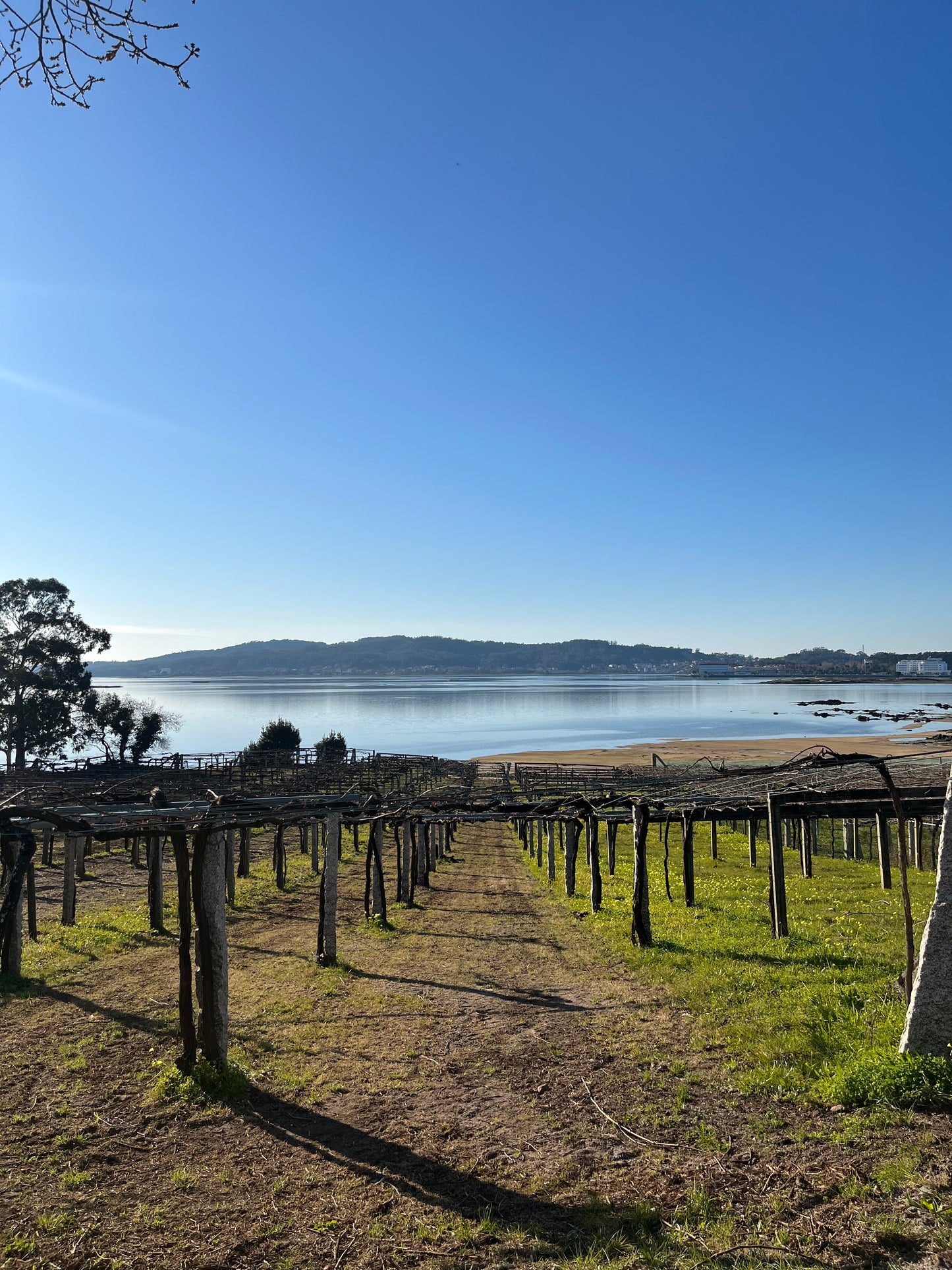 LAGAR DE COSTA, Rias Baixas DO, Albariño | 2024 MAGNUM