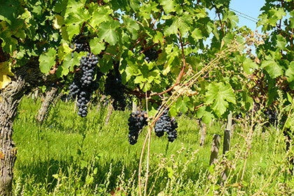 DOMAINE DES ROCHES NEUVES L'Insolite, Saumur Blanc AOP | 2021